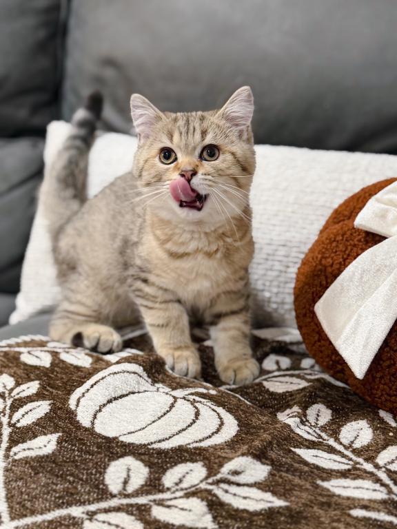 Black Golden Spotted British Shorthair Boy photo 3