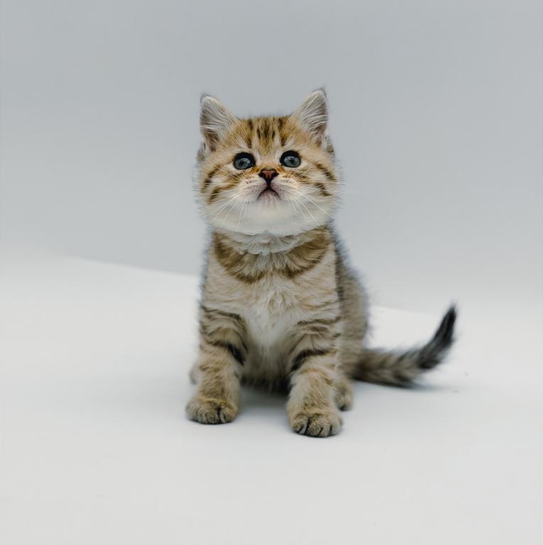 Black Golden Spotted British Shorthair Boy photo 5