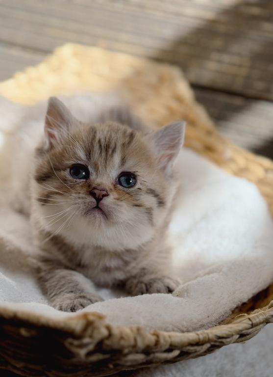 Black Golden Spotted British Shorthair Boy photo 12