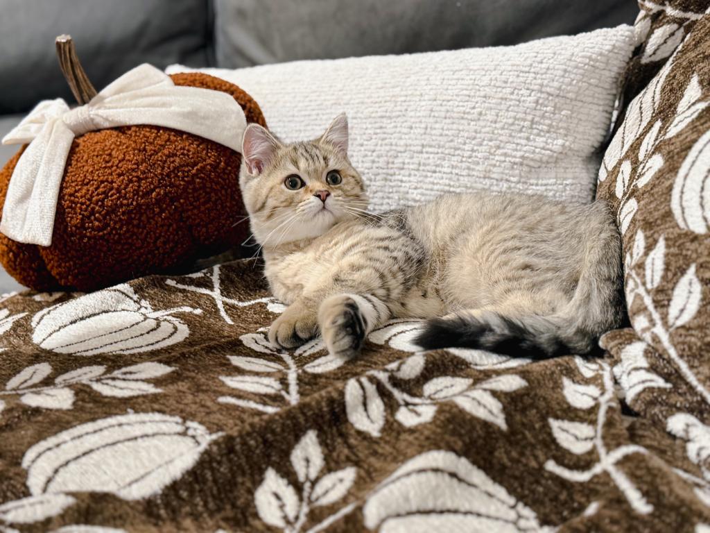 Black Golden Spotted British Shorthair Boy photo 6