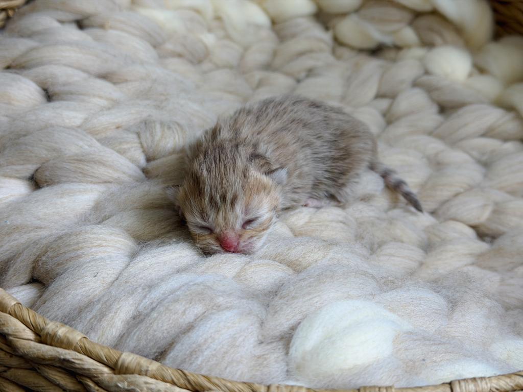 Black Golden Spotted British Shorthair Boy photo 15