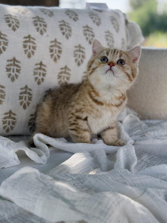 Black Golden Spotted British Shorthair Boy photo 9