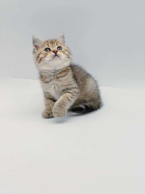 Black Golden Spotted British Shorthair Boy photo 4