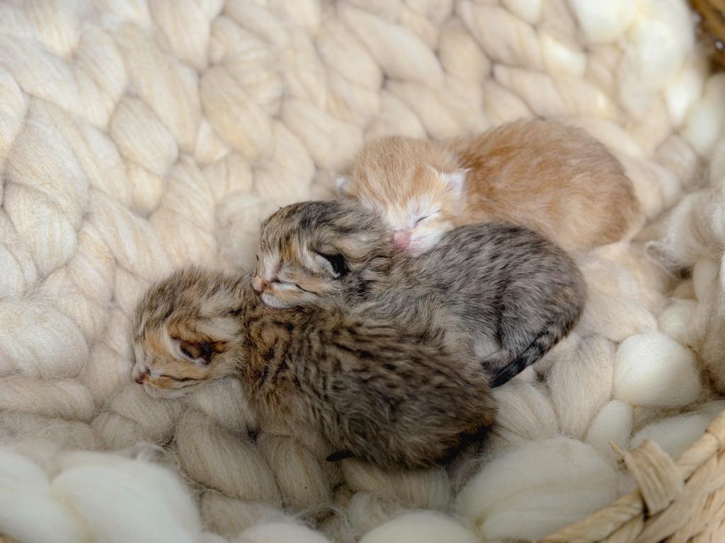 Black Golden Spotted British Shorthair Boy photo 13