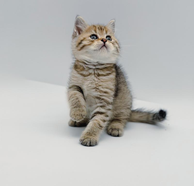 Black Golden Spotted British Shorthair Boy photo 6