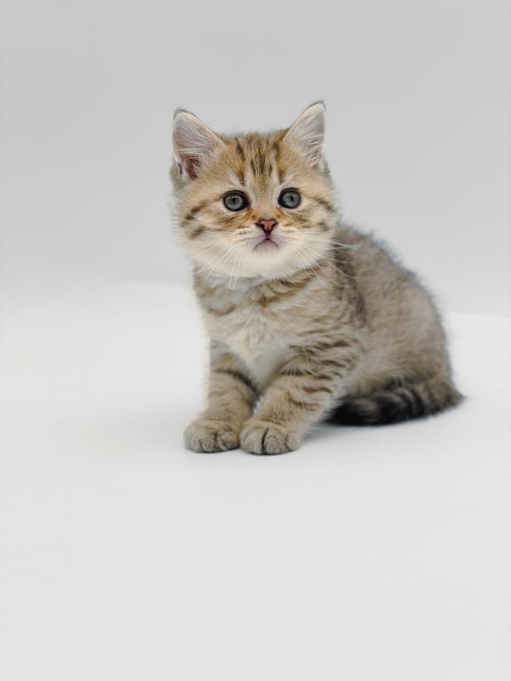 Black Golden Spotted British Shorthair Boy photo 2