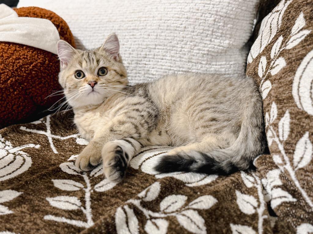 Black Golden Spotted British Shorthair Boy photo 2