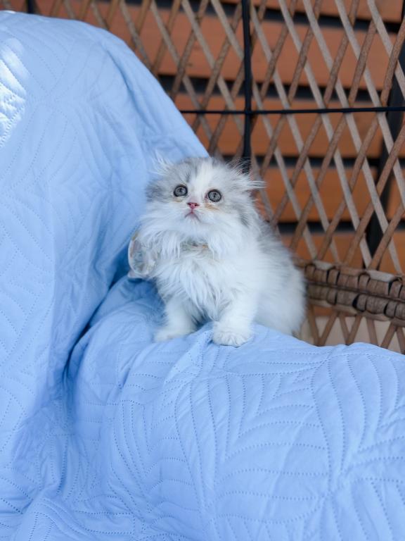 Scottish Fold Longhair Blue Bicolor Girl photo 24