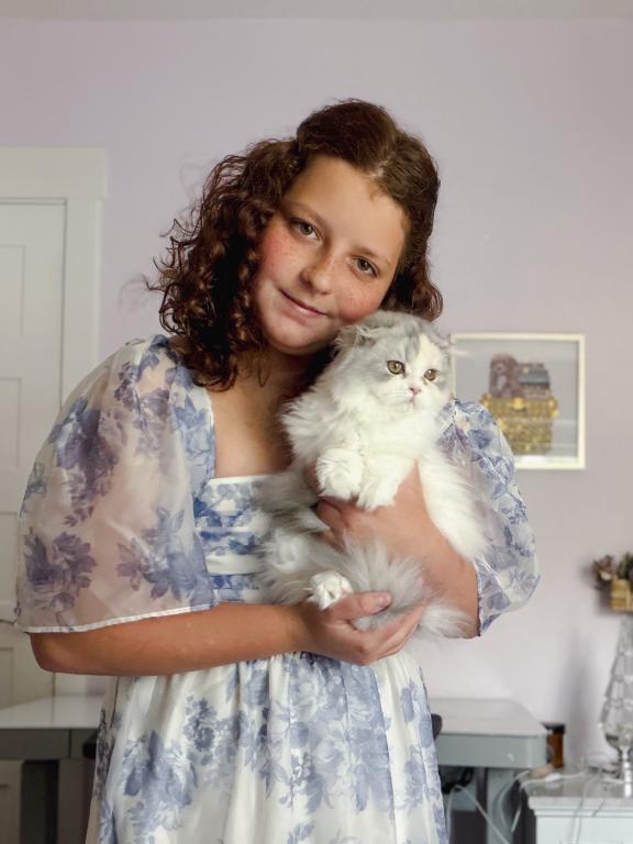 Scottish Fold Longhair Blue Bicolor Girl