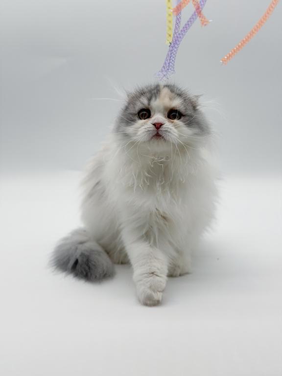Scottish Fold Longhair Blue Bicolor Girl photo 4