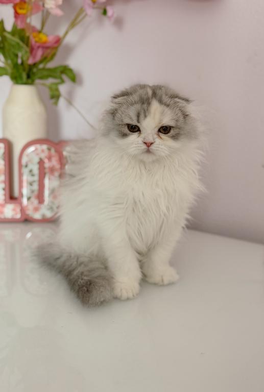 Scottish Fold Longhair Blue Bicolor Girl photo 7