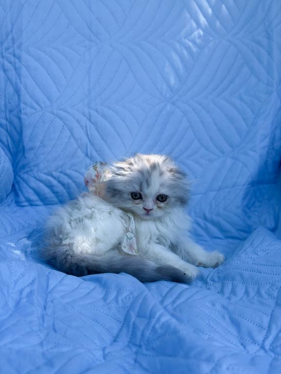 Scottish Fold Longhair Blue Bicolor Girl photo 22