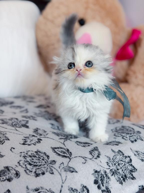 Scottish Fold Longhair Blue Bicolor Girl photo 27