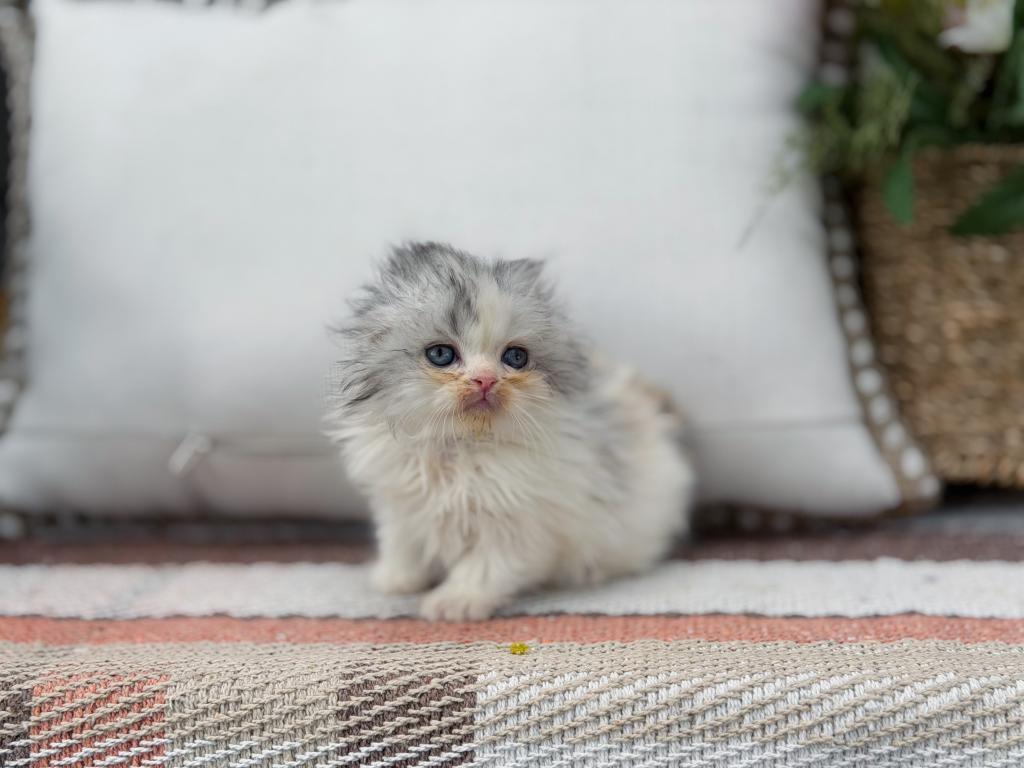 Scottish Fold Longhair Blue Bicolor Girl photo 34
