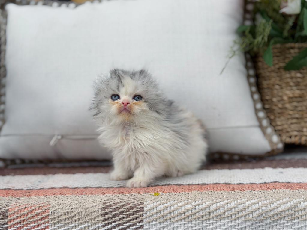 Scottish Fold Longhair Blue Bicolor Girl photo 35