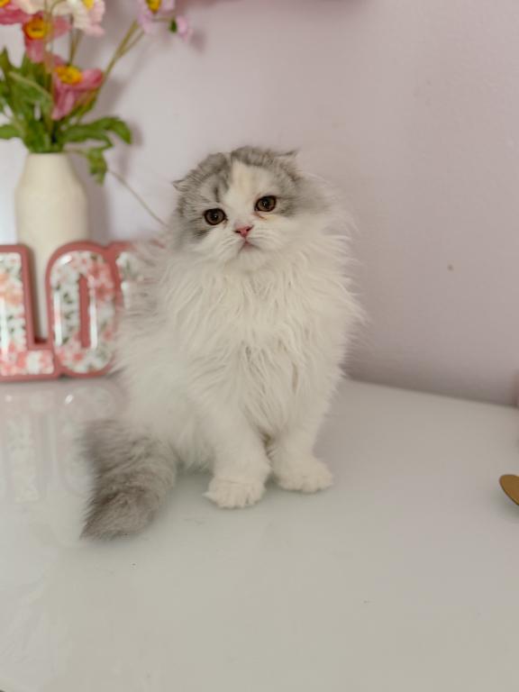 Scottish Fold Longhair Blue Bicolor Girl photo 5