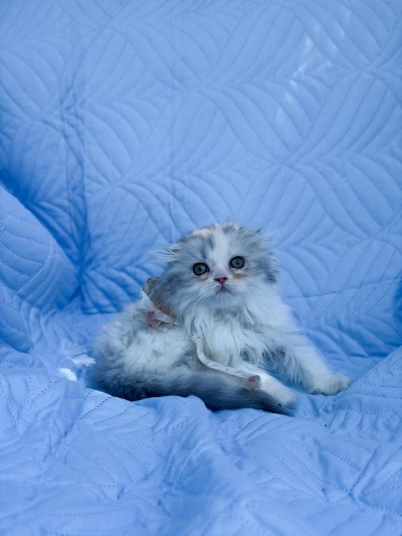 Scottish Fold Longhair Blue Bicolor Girl photo 21