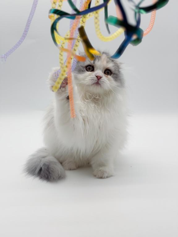 Scottish Fold Longhair Blue Bicolor Girl photo 1