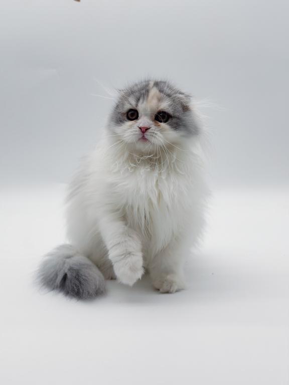 Scottish Fold Longhair Blue Bicolor Girl photo 2