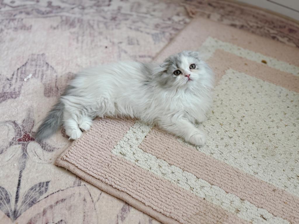 Scottish Fold Longhair Blue Bicolor Girl photo 14