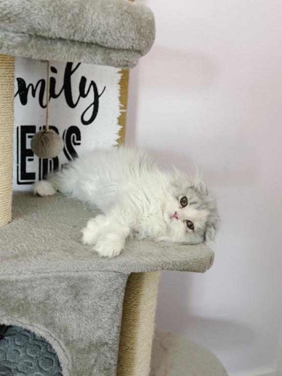 Scottish Fold Longhair Blue Bicolor Girl photo 11