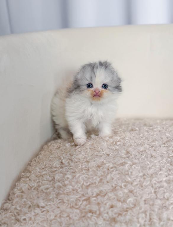 Scottish Fold Longhair Blue Bicolor Girl photo 40