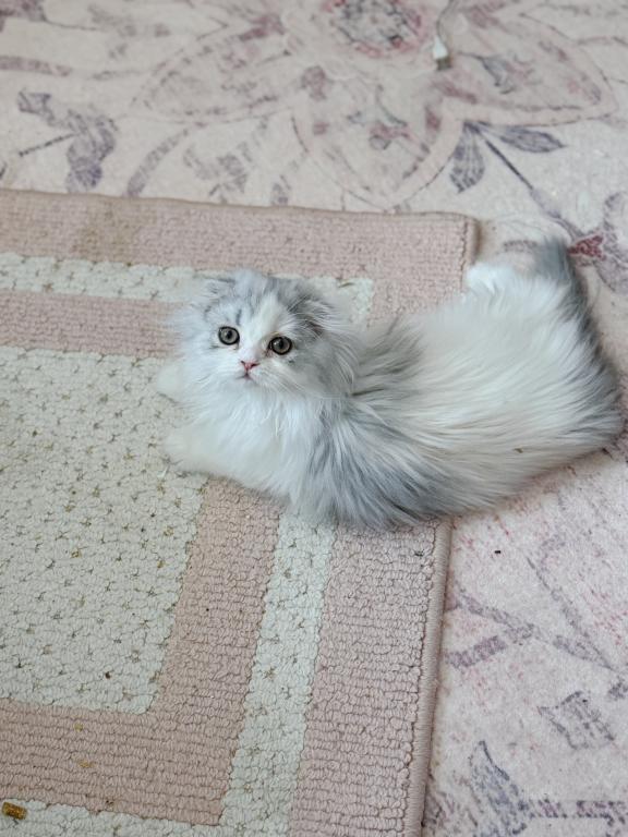 Scottish Fold Longhair Blue Bicolor Girl photo 15