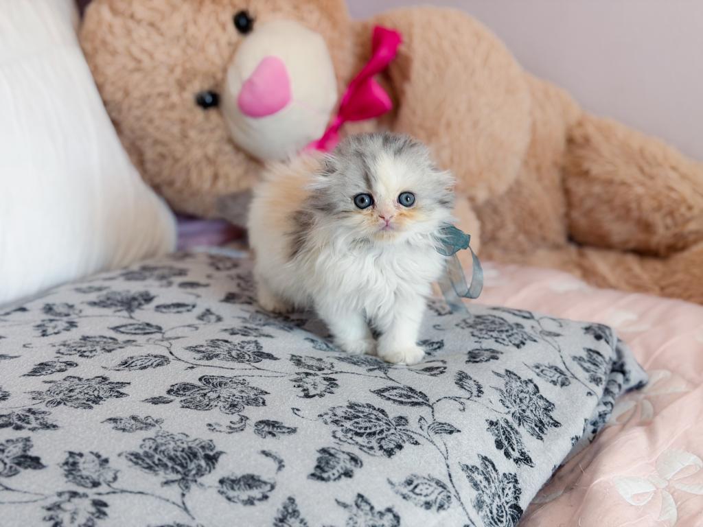 Scottish Fold Longhair Blue Bicolor Girl photo 29