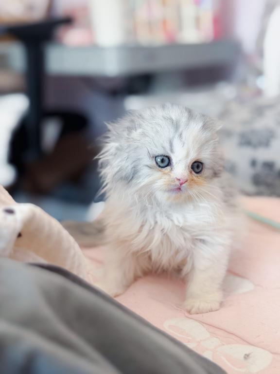Scottish Fold Longhair Blue Bicolor Girl photo 26