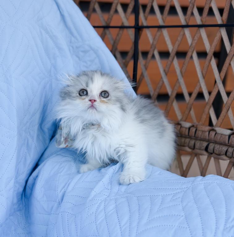 Scottish Fold Longhair Blue Bicolor Girl photo 25