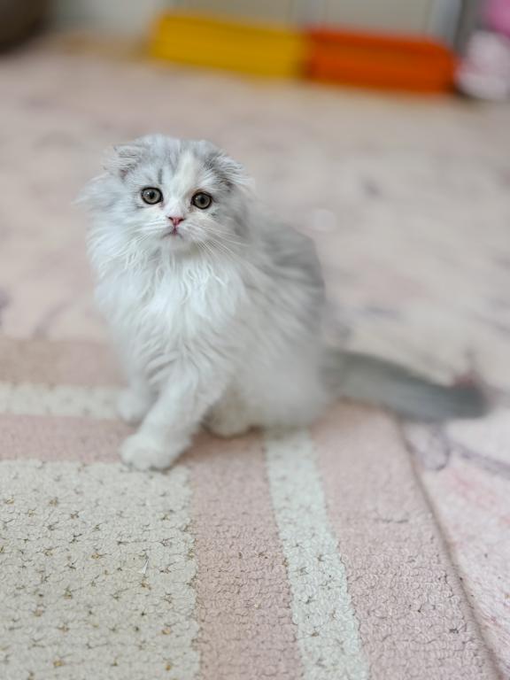 Scottish Fold Longhair Blue Bicolor Girl photo 16