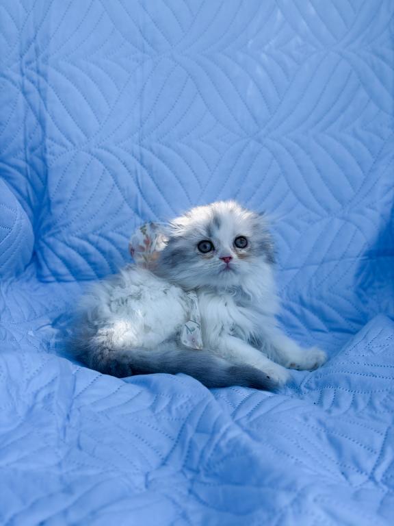 Scottish Fold Longhair Blue Bicolor Girl photo 23