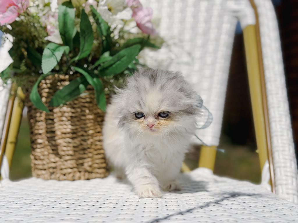 Scottish Fold Longhair Blue Bicolor Girl photo 32