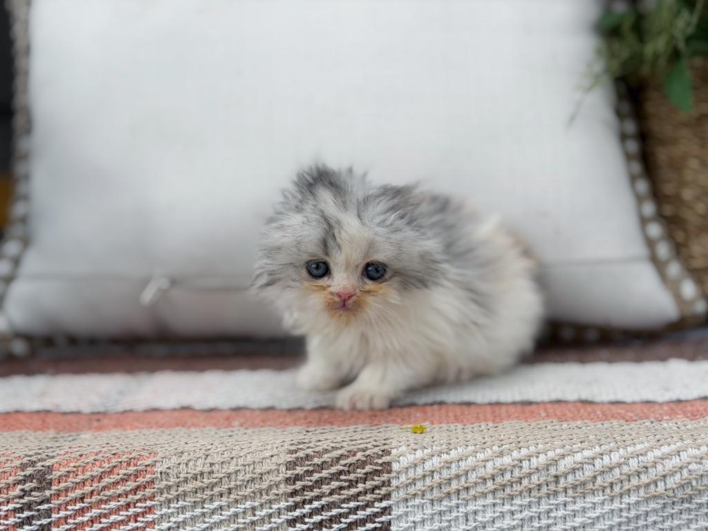 Scottish Fold Longhair Blue Bicolor Girl photo 33