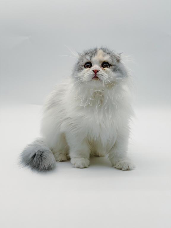 Scottish Fold Longhair Blue Bicolor Girl photo 3