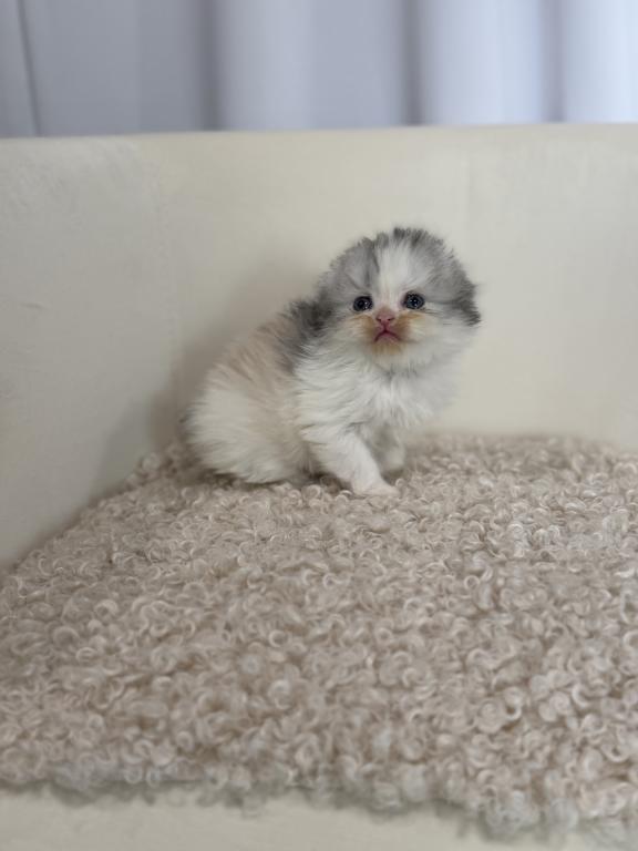 Scottish Fold Longhair Blue Bicolor Girl photo 37