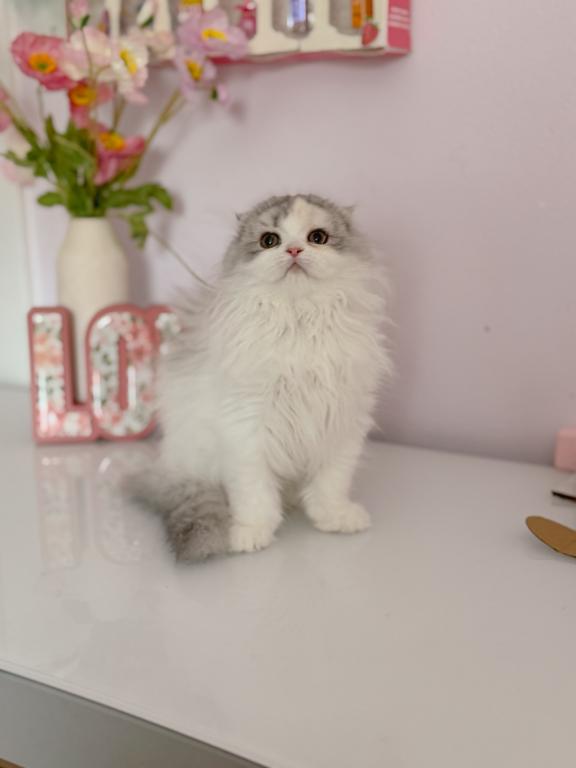 Scottish Fold Longhair Blue Bicolor Girl photo 6