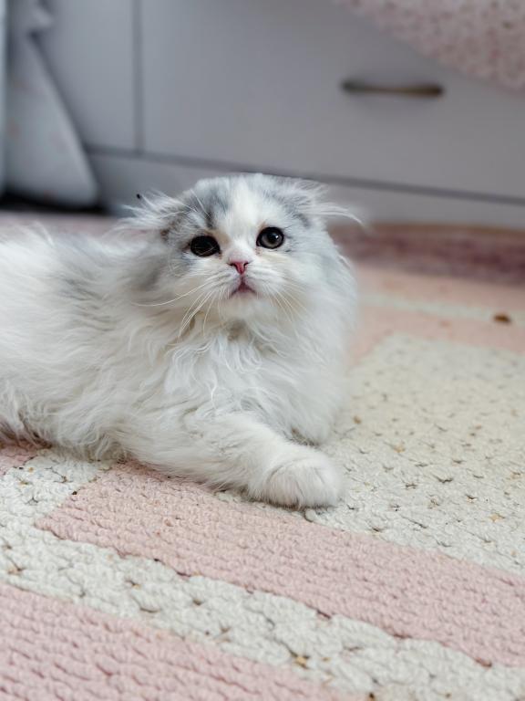 Scottish Fold Longhair Blue Bicolor Girl photo 12