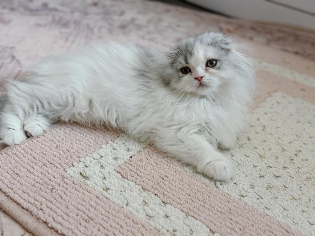 Scottish Fold Longhair Blue Bicolor Girl photo 13
