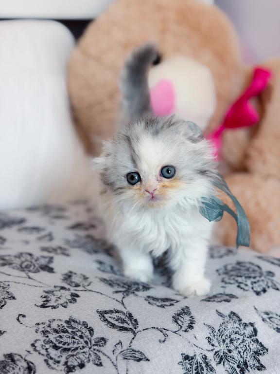 Scottish Fold Longhair Blue Bicolor Girl photo 28