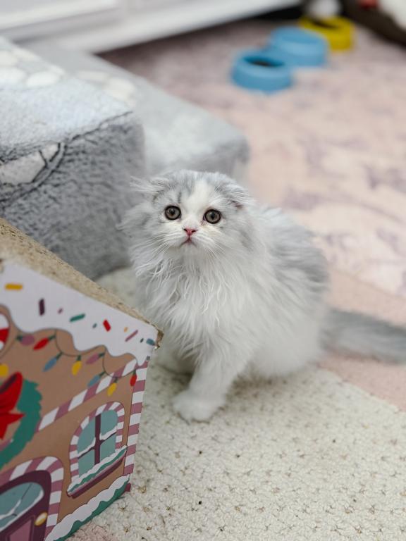 Scottish Fold Longhair Blue Bicolor Girl photo 18