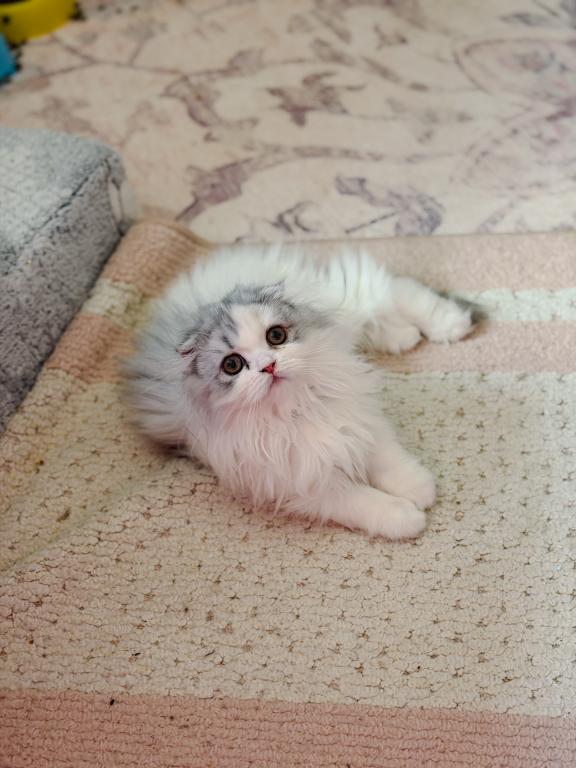 Scottish Fold Longhair Blue Bicolor Girl photo 10