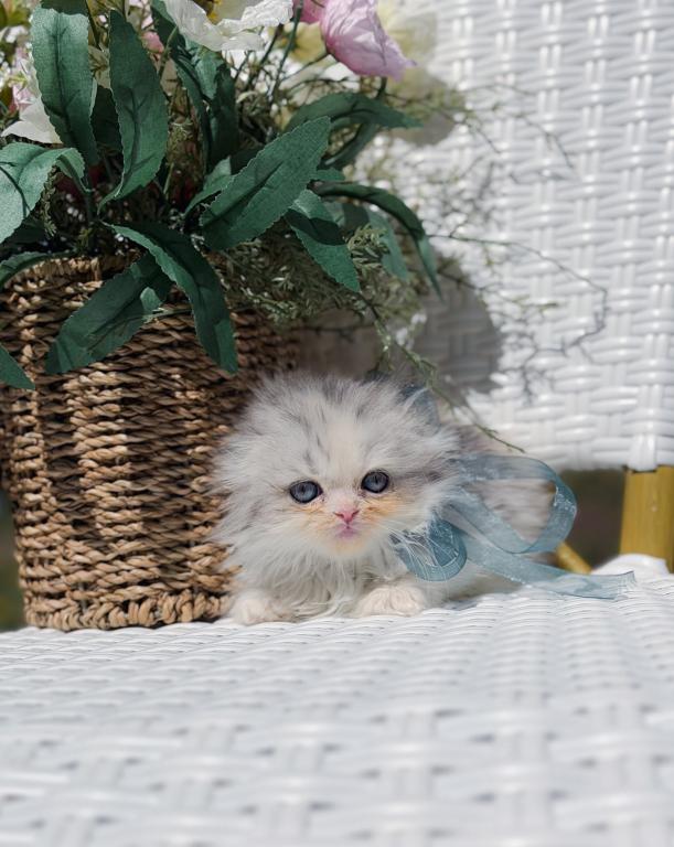 Scottish Fold Longhair Blue Bicolor Girl photo 31