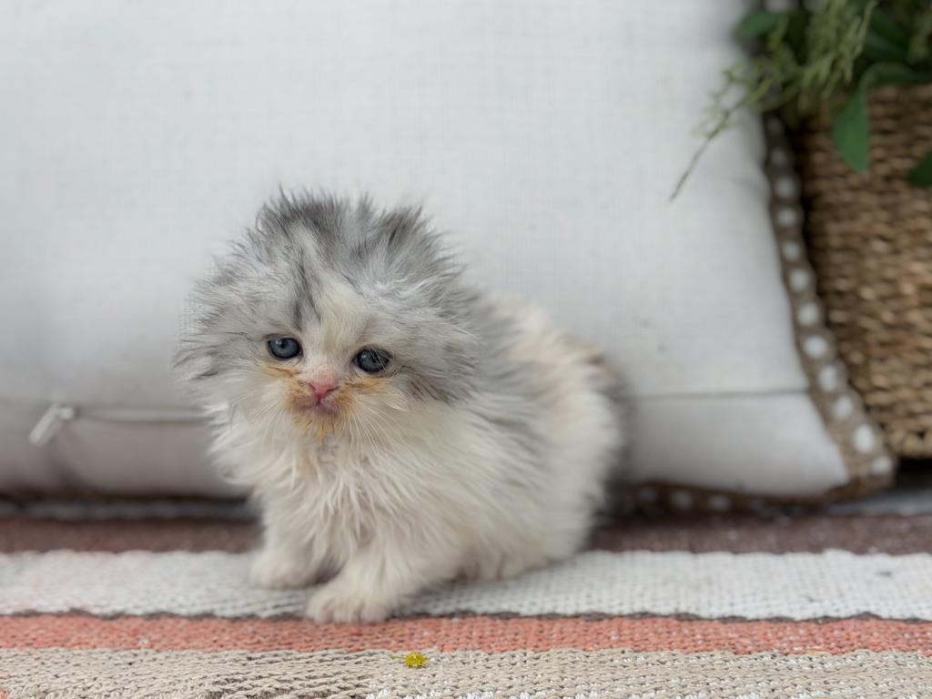 Scottish Fold Longhair Blue Bicolor Girl photo 36