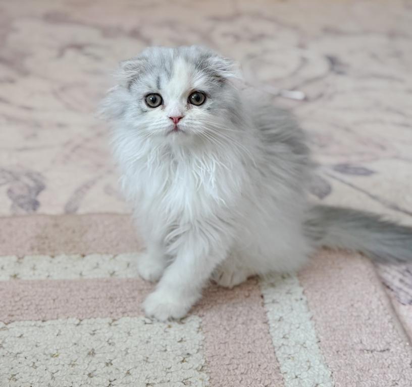 Scottish Fold Longhair Blue Bicolor Girl photo 19