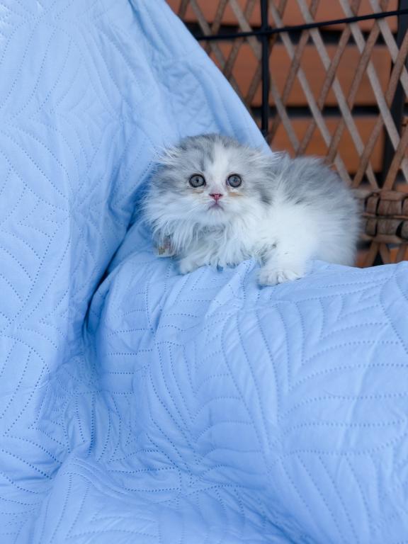 Scottish Fold Longhair Blue Bicolor Girl photo 20