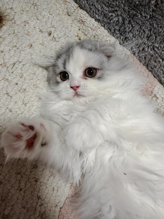 Scottish Fold Longhair Blue Bicolor Girl photo 8
