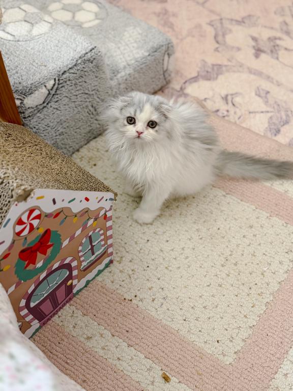 Scottish Fold Longhair Blue Bicolor Girl photo 17
