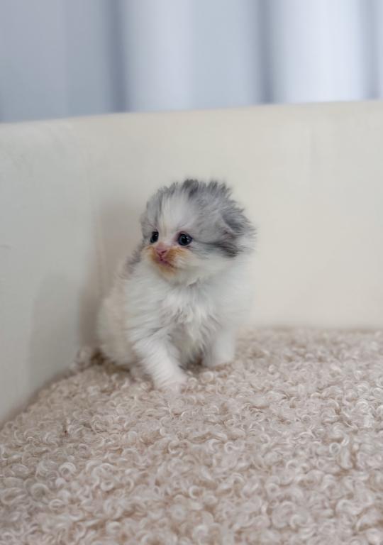 Scottish Fold Longhair Blue Bicolor Girl photo 39