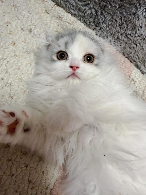Scottish Fold Longhair Blue Bicolor Girl photo 9